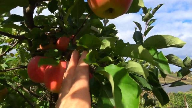 Перспективный сорт промышленного значения ЧЕМПИОН РЕД / Клон сорта Чемпион смотреть онлайн