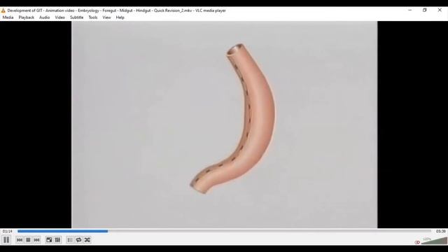 Development of Hindgut GIT part 3 | Special embryo lectures смотреть онлайн