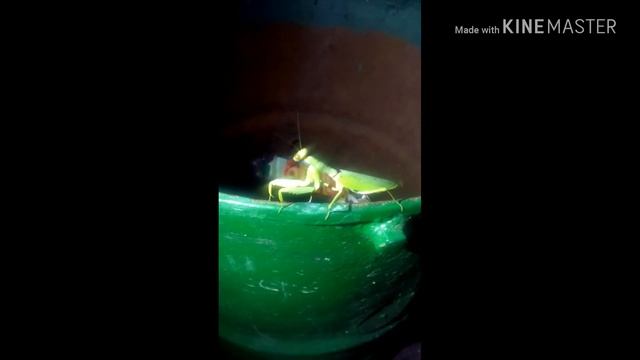 Богомол на границе Крым смотреть онлайн