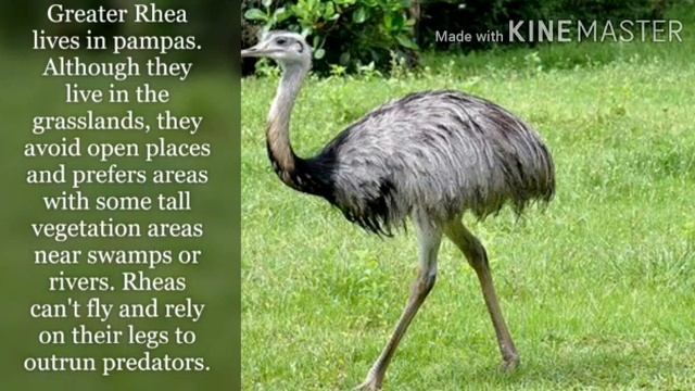 Pampas - The Argentine Grasslands смотреть онлайн