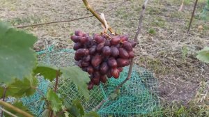 Виноград Румейка (2022)рік.