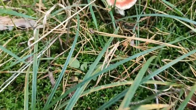 Польский лес на границе с Германией смотреть онлайн