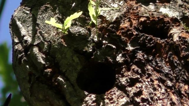 В кино снимались дятлы | Неожиданная встреча в лесу | Кубань Горячий Ключ смотреть онлайн