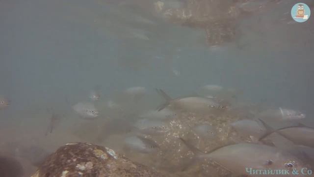 Оселедець і камбала /Herring And Flounder - польська народна казка