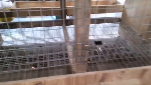 Клетка для цыплят несушек смотреть онлайн