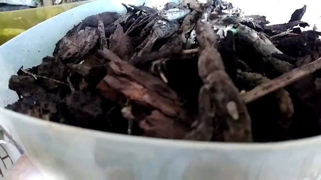 РАЗМНОЖЕНИЕ ОРХИДЕИ. РЕЗУЛЬТАТ ДЕЛЕНИЯ КОРНЕВИЩА смотреть онлайн