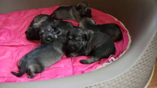 шнау щенки Николь + Зиген 2 недели мы открыли глазки смотреть онлайн