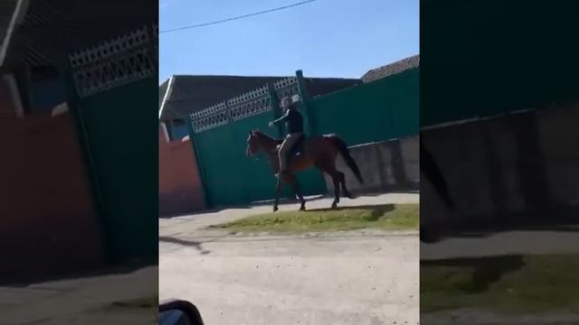 Конная прогулка. Песня Кхайкхам Макка Межиева и Айна Гетагазова. смотреть онлайн