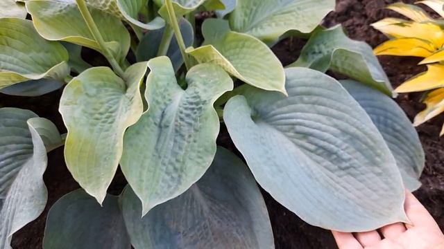 #хоста #Элеганс / Хоста Зибольда Элеганс ( лат. hosta Elegans ). Большая (L) красавица. смотреть онлайн