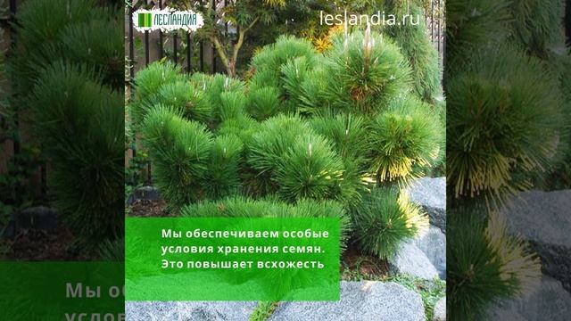 Сосна Тунберга СЕМЕНА (Pinus thunbergii) смотреть онлайн