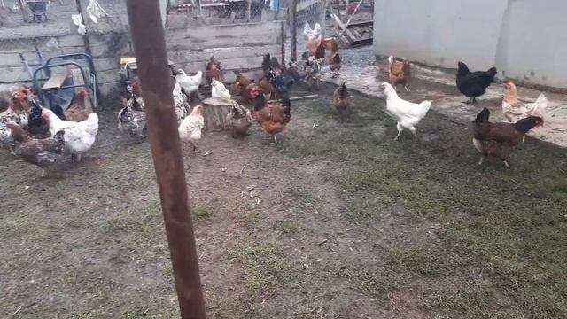 В хозяйстве у Димы . Куры во дворе. смотреть онлайн