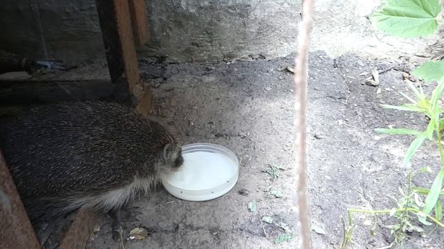 Ежик пьет молоко ) смотреть онлайн