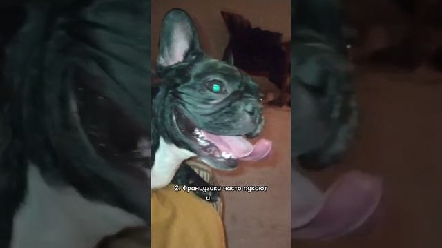 Минусы породы французкий бульдог смотреть онлайн