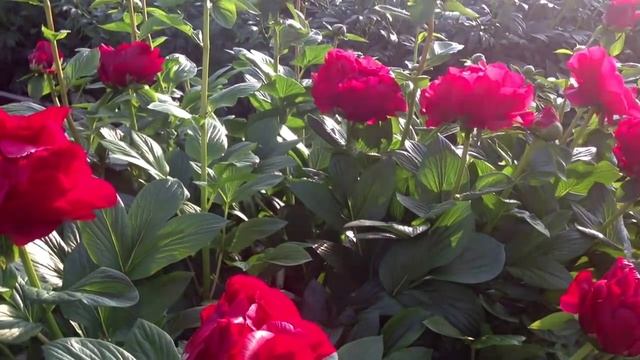 Peony Mackinac Grand - www.peonyshop.com смотреть онлайн