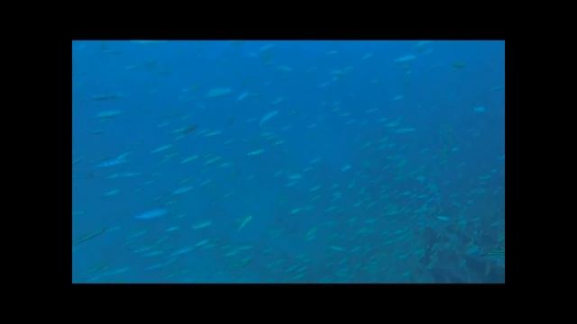 Сафари 2-9 декабря. Красное море. Морские ангелы. смотреть онлайн