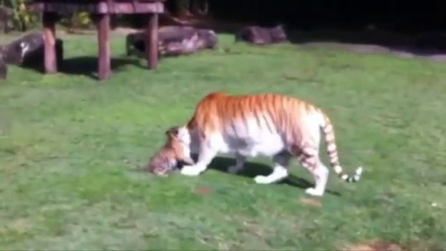 Новая жизнь бенгальских тигрят смотреть онлайн