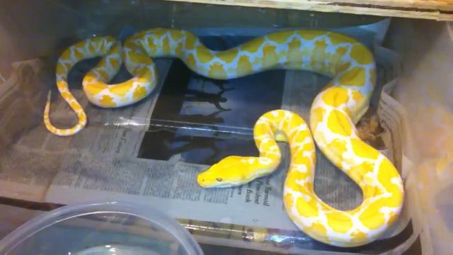 White albino reticulated python смотреть онлайн