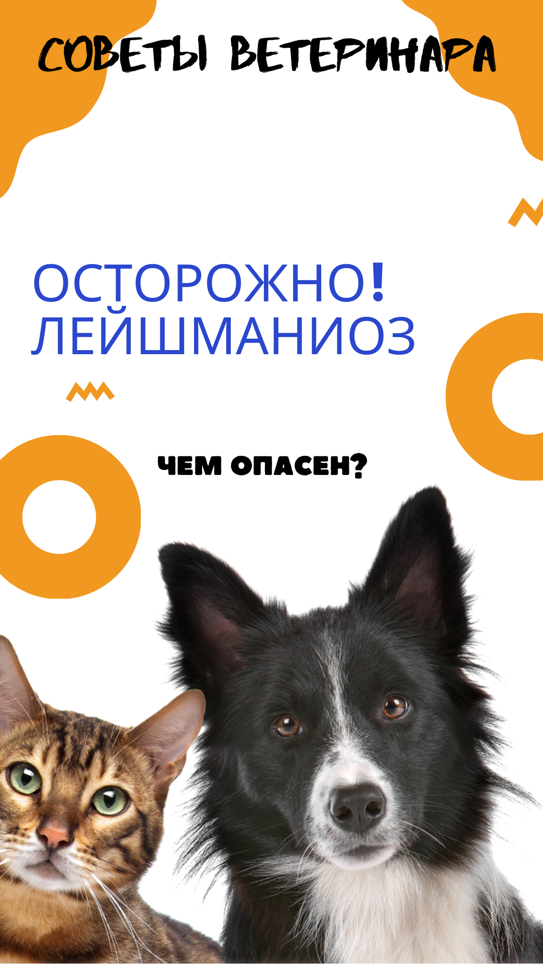 Лейшманиоз. Чем опасно заболевание для кошек и собак смотреть онлайн