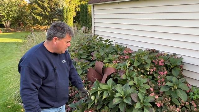 How to Trim a Mountain Hydrangea смотреть онлайн