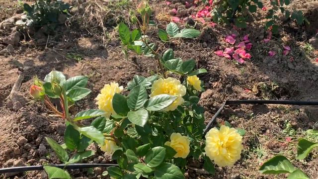 Розы осеннее цветение 27.09.2020🌺 смотреть онлайн