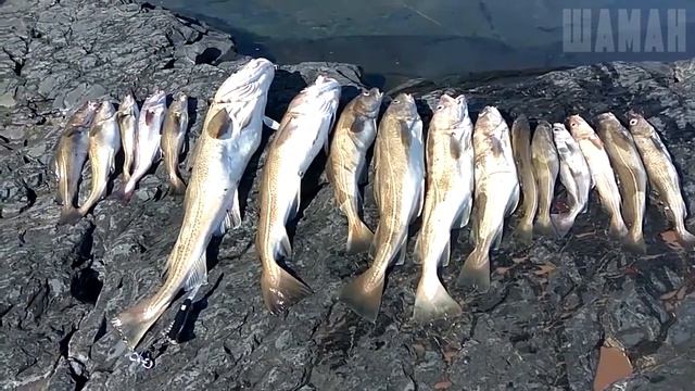 Зимняя рыбалка в море: КРУПНЫЙ УЛОВ смотреть онлайн