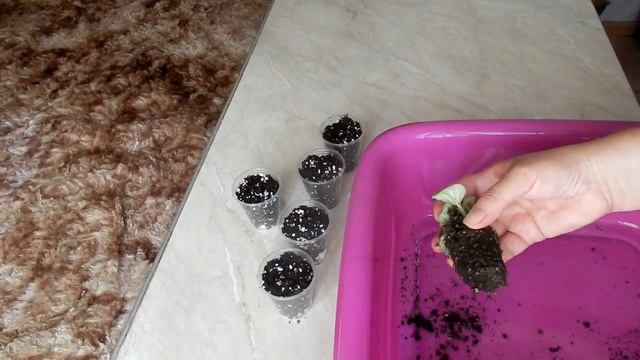 Пересадка деток фиалки сенполии уход комнатные цветы смотреть онлайн