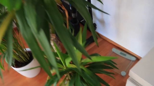 ПЕРЕСТАНОВКА / ЧУТЬ НЕ СТОШНИЛО / В какую ШКОЛУ пойдет Маргарита смотреть онлайн
