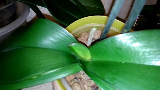 ОРХИДЕЯ Фаленопсис: Пятнистость (или крап) на листьях - особенность сорта или признак обморожения? смотреть онлайн