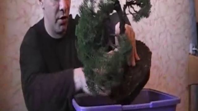 Пересадка можжевельника - Мастерская бонсай(Часть 12) смотреть онлайн