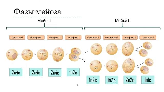 МЕЙОЗ. Сходство и отличие от митоза