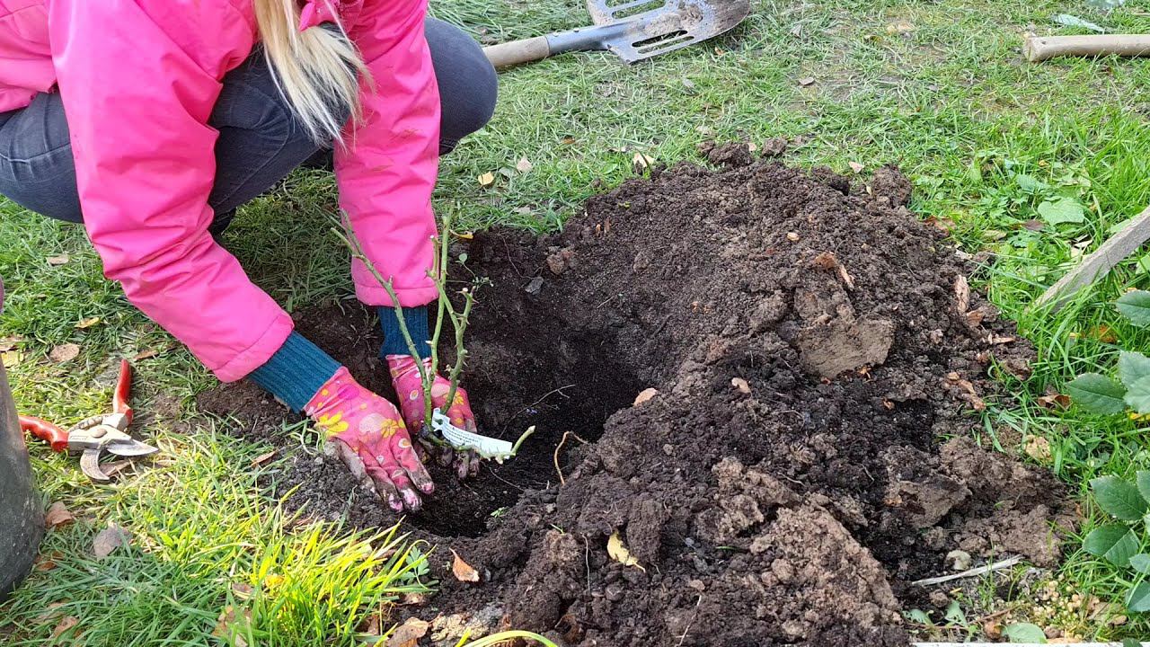 РОЗЫ НЕ ПОГИБНУТ, если ПОСАДИТЬ их ТАК! Посадка роз осенью #shorts смотреть онлайн