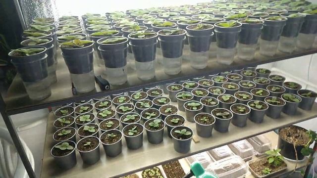 Глоксинии с семян , прошло 2 месяца, на 8 марта (Sinningia) смотреть онлайн