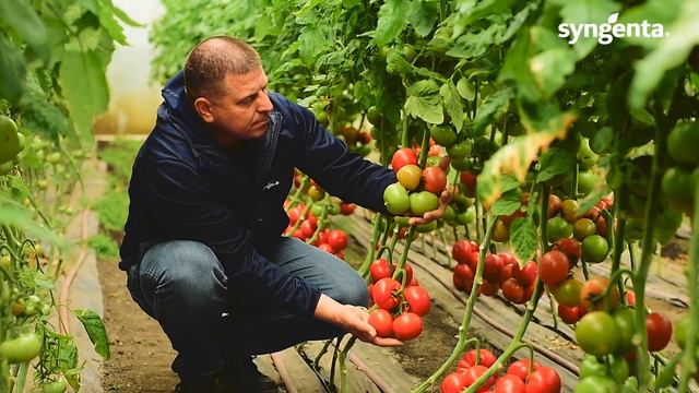 Рожевоплідний томат Малдуо. Огляд гібриду в Запорізькій області смотреть онлайн