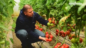 Рожевоплідний томат Малдуо. Огляд гібриду в Запорізькій області