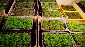 ЛОБЕЛИЯ взошла! Что делать? Пикировка - проще простого!!!