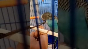 Как приручить ДИКОГО и ВЗРОСЛОГО Попугая//??
