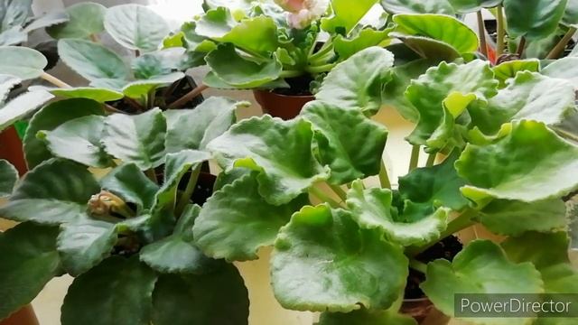 МОИ ФИАЛКИ в феврале обзор. // Выросли очень быстро и зацветают!!!/Судьба деток из воды/Новинка смотреть онлайн