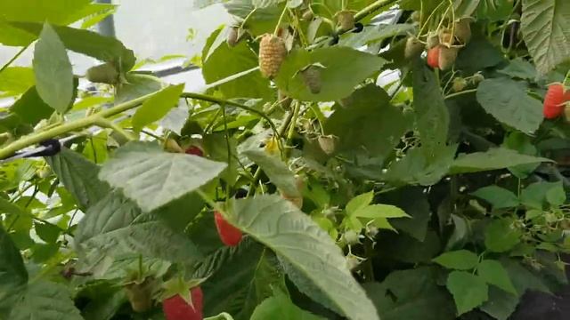 Саженцы малины Малиновая гряда (часть 2) смотреть онлайн