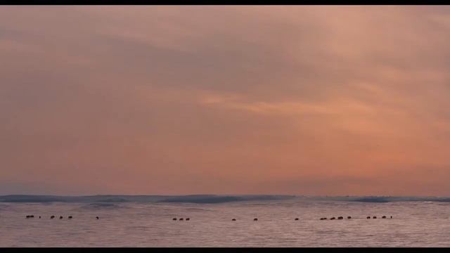 Где-то на белом свете... живут овцебыки.En algún lugar del mundo blanco... viven ovejas. смотреть онлайн