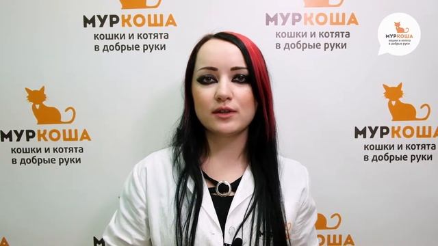 Чипирование кошек: нужно ли оно? - Школа "Муркоши" #1 смотреть онлайн
