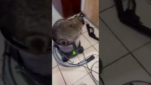 Енот Лёня не слушается