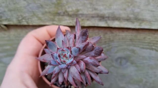 Echeveria Ratam смотреть онлайн