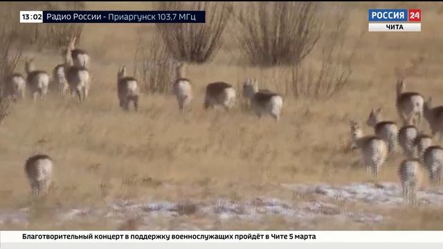В Забайкалье закрыт сезон охоты на кабана, глухаря и тетерева смотреть онлайн