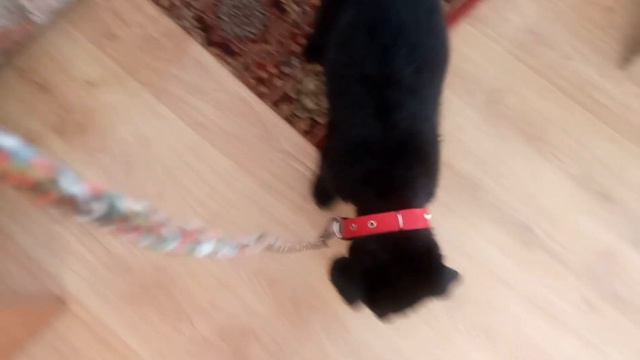 Приучаем ЩЕНКА к ПОВОДКУ. С чего начать? Первый выход Багиры НА УЛИЦУ. Насыщенный день смотреть онлайн