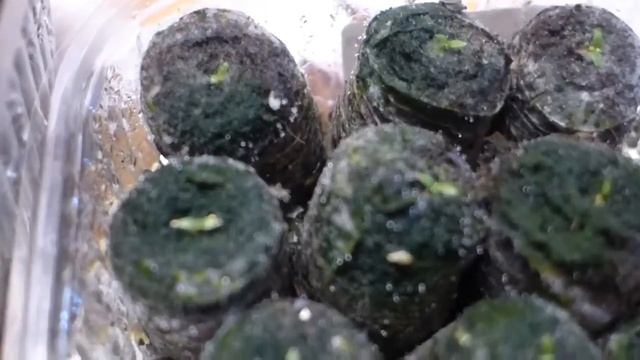 Всходы эустомы. Результат эксперимента. Какой из 2-х способов лучше? Уход за всходами эустомы. смотреть онлайн