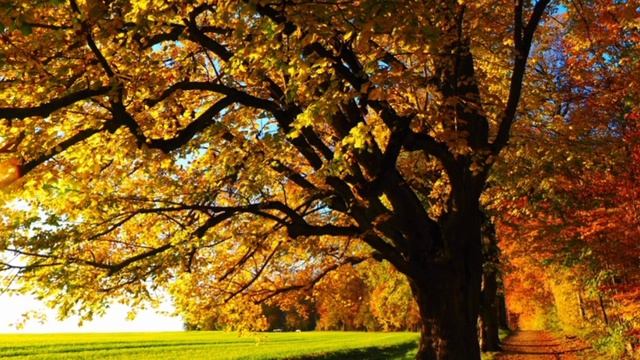 Релакс, медитация, звуки природы, расслабление смотреть онлайн