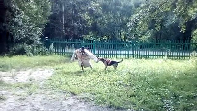 Собака-охранник. Фигурант Игорь. смотреть онлайн