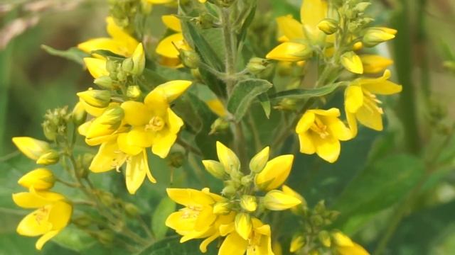 Tojeść pospolita - Lysimachia vulgaris смотреть онлайн