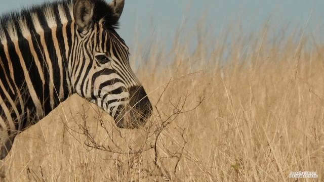 The Zebra - Everything You Need To Know About Zebras