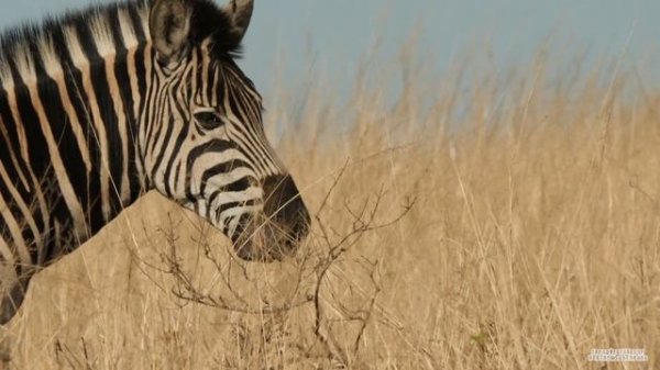 The Zebra - Everything you need to know about Zebras